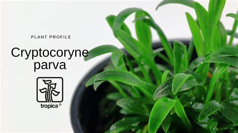 Cryptocoryne parva - YouTube