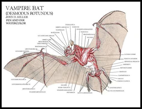 vampire bat anatomy study - Google Search | Anatomi, Biyoloji, Tıp