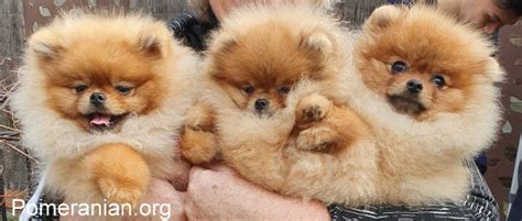 When Should You Commence Pomeranian Puppy Training?