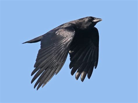 American Crow | Celebrate Urban Birds