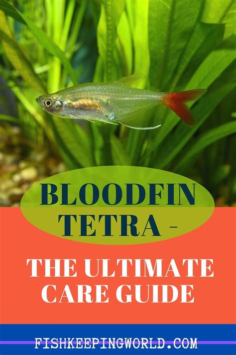 Bloodfin Tetra Care Guide: Tank Conditions, Breeding Tips, and More