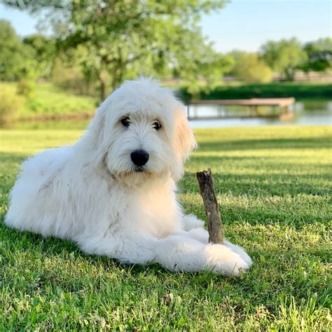 F1 English Teddy Bear Goldendoodle Puppies for sale | Austin, Texas