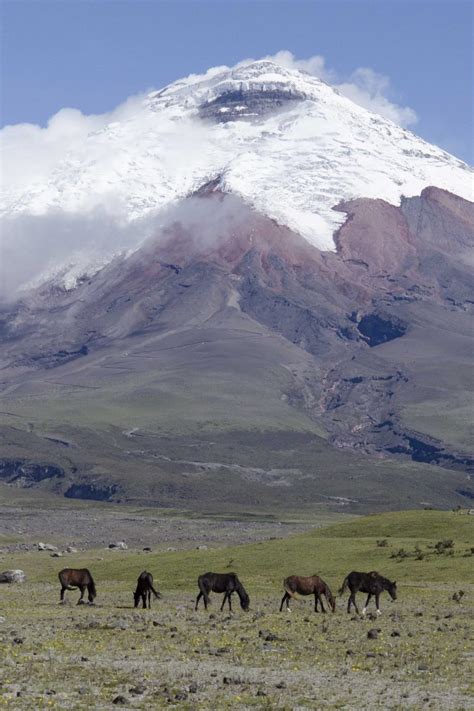 The Wild Horses of Cotopaxi | Not Your Average American