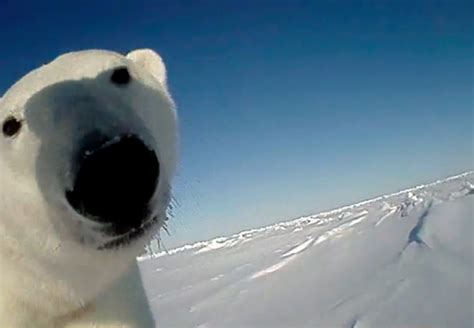 Polar Bears Wearing Cameras and Fitbits Reveal an Arctic Struggle for Survival - Inside Climate News