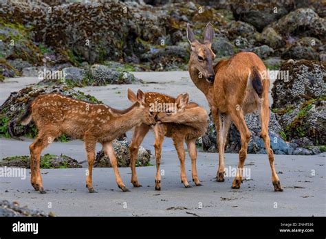 Columbian Blacktail Deer, Odocoileus hemionus columbianus, doe with fawns at Point of Arches in ...