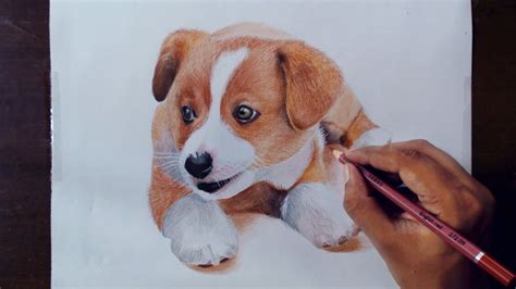 Drawing Animals 2 - Drawing a Puppy - Colored pencils - YouTube