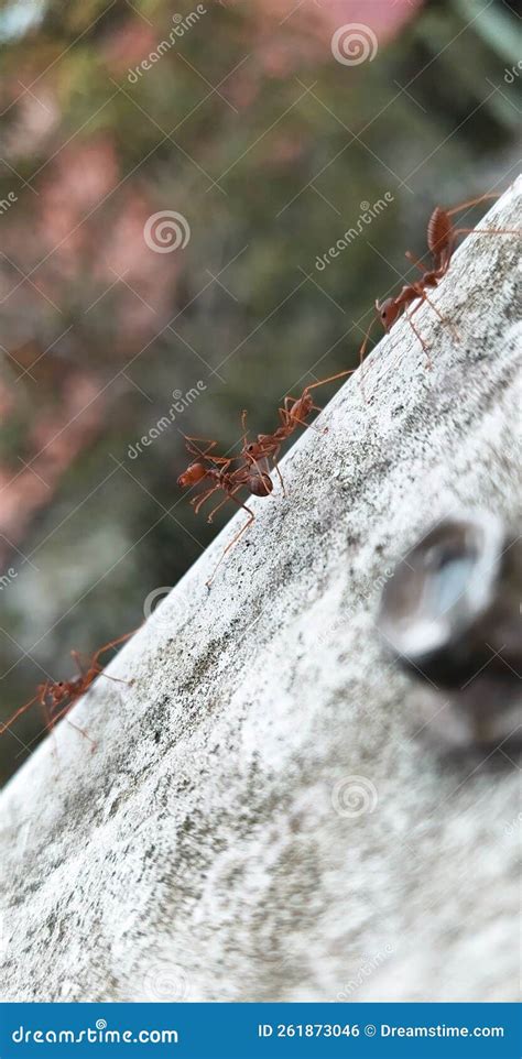 A swarm of ants is walking stock photo. Image of swarm - 261873046