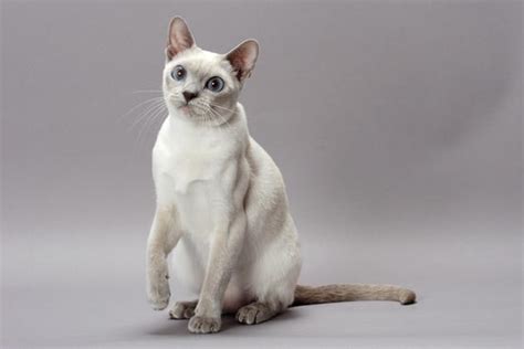 Tonkinese Cat Info, Personality, Care, Training, Kittens, Pictures