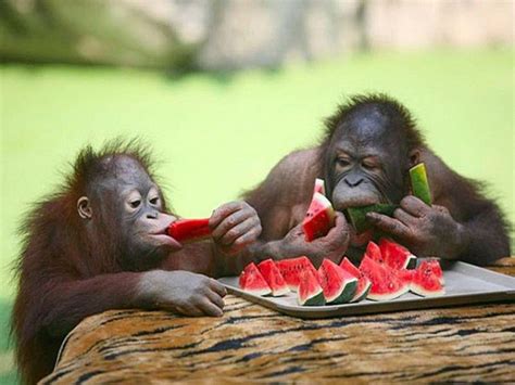 These Photos of Animals Eating Food Will Brighten Your Day | Cute ...