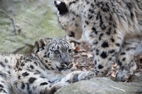 Snow Leopard Cubs Facing Off | Eric Kilby | Flickr