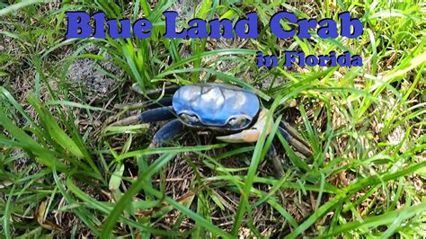 Blue Land Crabs in Florida - YouTube