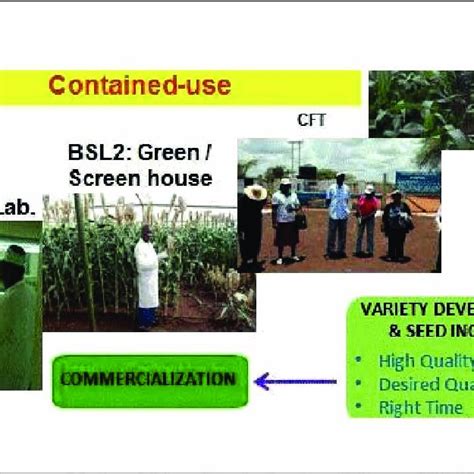 The regulatory processes for genetically engineered crops in Kenya,... | Download Scientific Diagram