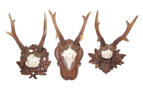 Roe Deer Antlers