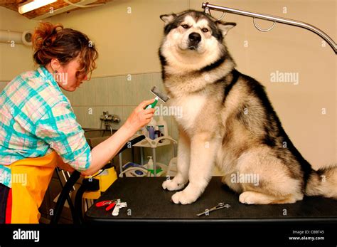 grooming. groomer with a Alaskan Malamute Stock Photo, Royalty Free ...