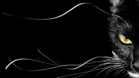 Cats 3D Wallpapers - Wallpaper Cave