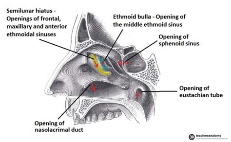 Organs of the Head - TeachMeAnatomy