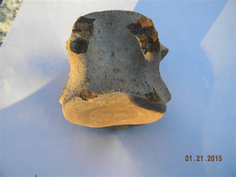 Vertebra..dolphin? - Fossil ID - The Fossil Forum