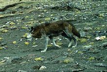 Himalayan wolf - Wikipedia