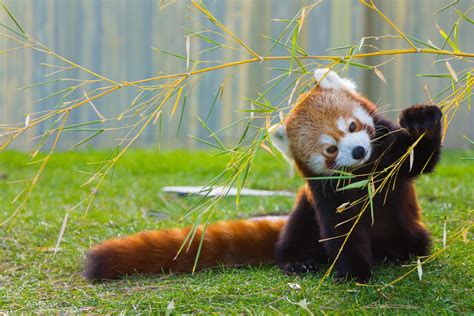 Diese prähistorischen Tiere leben noch heute auf unserem Planeten