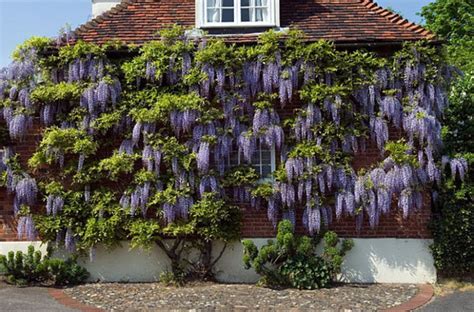 Promoting Wisteria Bloom, Part 2: A Three-Year Pruning Plan — Seattle's ...