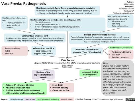 Vasa Previa: Pathogenesis | Calgary Guide