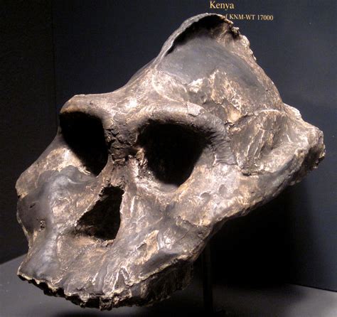 Paranthropus aethiopicus (fossil hominid) (Nachukui Format… | Flickr