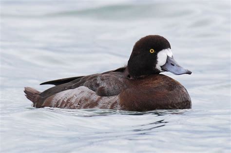 Greater Scaup female | Duck photo, Waterfowl, Ducky duck