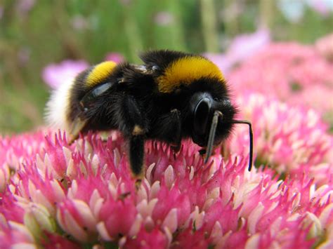 Bumblebee Free Stock Photo - Public Domain Pictures