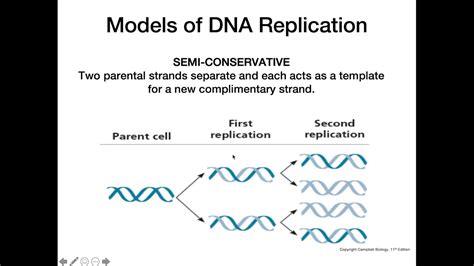 DNA Replication Models - YouTube