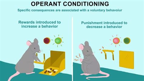 Skinner Box Experiment Operant Conditioning Video Lesson, 41% OFF