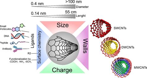 Carbon nanotube properties are important for interaction with cells ...