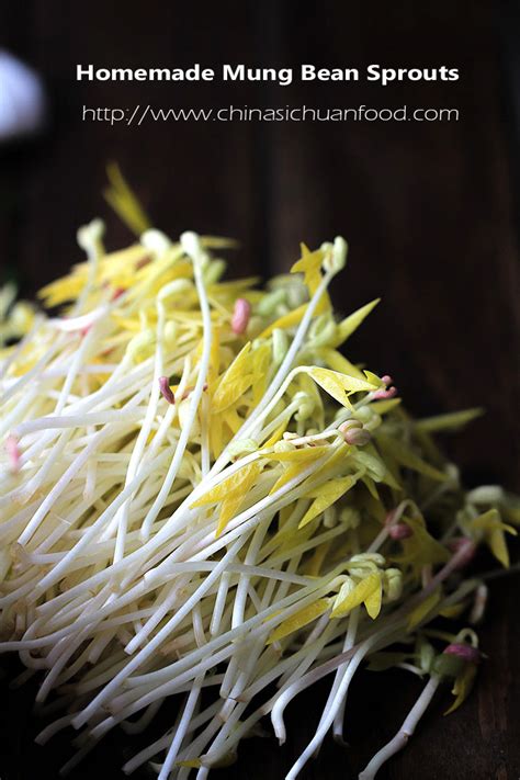 Mung Bean Sprouts (How to Sprout Mung Bean at home and Salad ) - China Sichuan Food