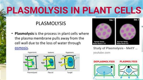 Plasmolysis in plant cells !! Types and significance - YouTube