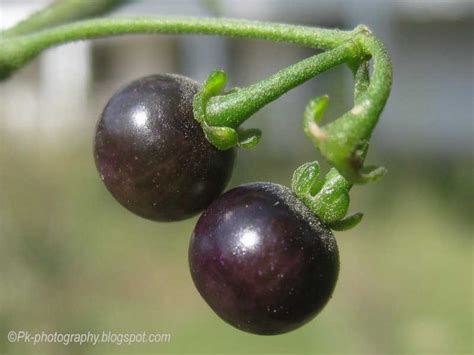 Black Nightshade-Solanum Nigrum | Nature, Cultural, and Travel Photography Blog