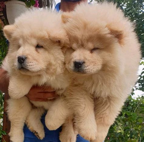 Cream Chow Chow Puppies | in Walthamstow, London | Gumtree