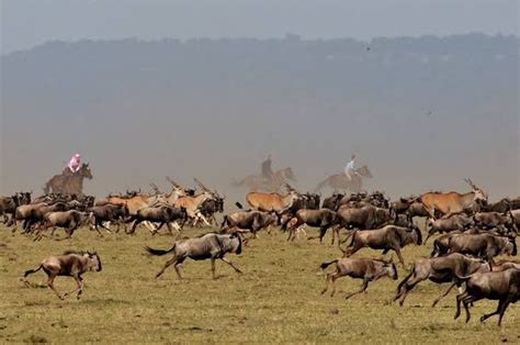 Animals in Masai Mara National Reserve | Kenya Safari Tours