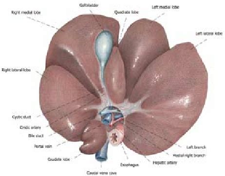 Caudoventral view of the visceral aspect of an isolated swine liver | Download Scientific Diagram