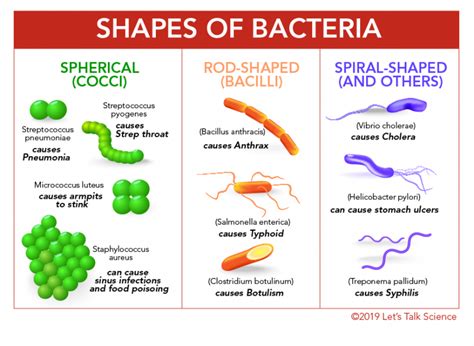 cocci bacteria shape