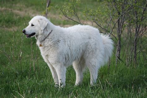 Kuvasz Breed Guide - Learn about the Kuvasz.