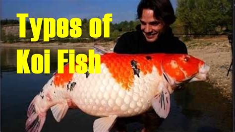 Most Beautiful Types of Koi Carp - Koi Fish Varieties - YouTube