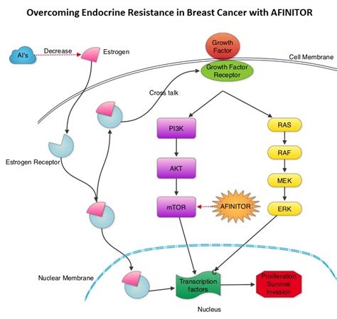 Everolimus plus exemestane as first-line therapy in HR+, HER2− advanced breast cancer in BOLERO ...