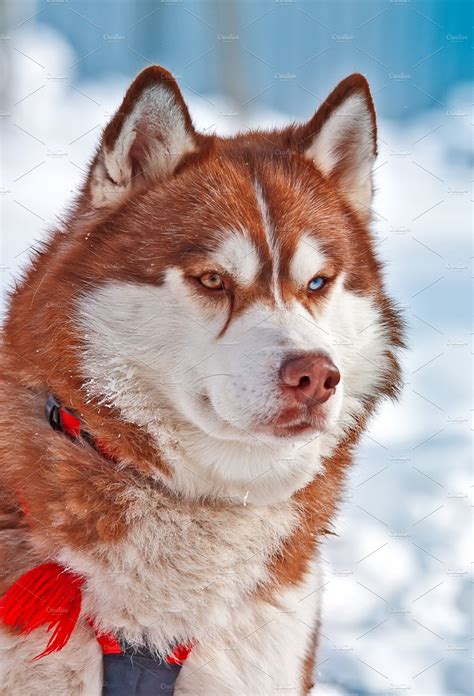 Siberian Husky | High-Quality Animal Stock Photos ~ Creative Market