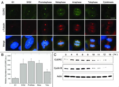 Localization of CLERC at the centrosome is cell cycle dependent. (A)... | Download Scientific ...