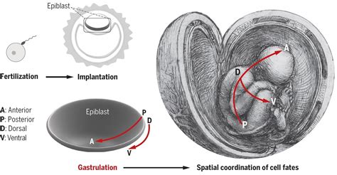 The Primitive Streak and Building a Human Body Through Gastrulation