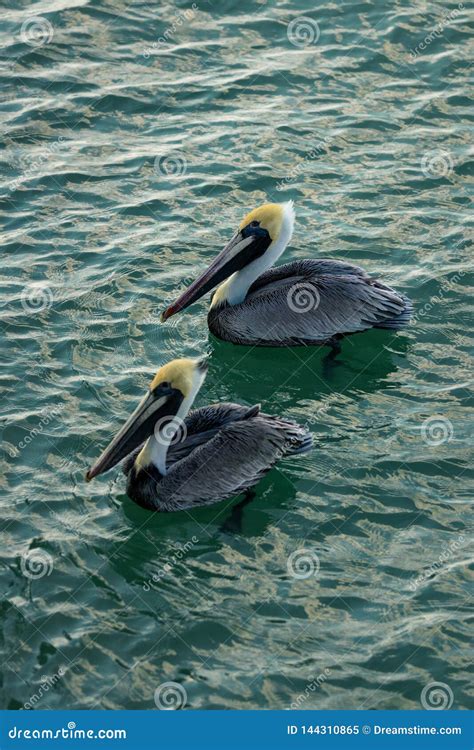 Two Pelicans at Naples Beach Stock Image - Image of pelicans, seascape ...