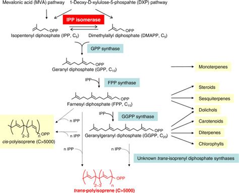 Overview of trans-polyisoprene biosynthesis pathway in plants. In the... | Download Scientific ...