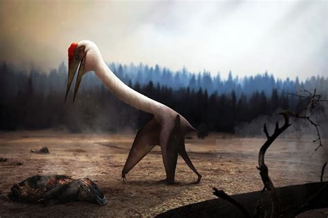 Quetzalcoatlus, the largest flying animal of all time | Earth Archives