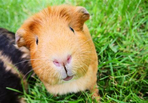 Guinea Pig, Best Guinea Pig, #32071