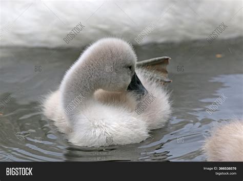 Cygnet Swan Swimming Image & Photo (Free Trial) | Bigstock