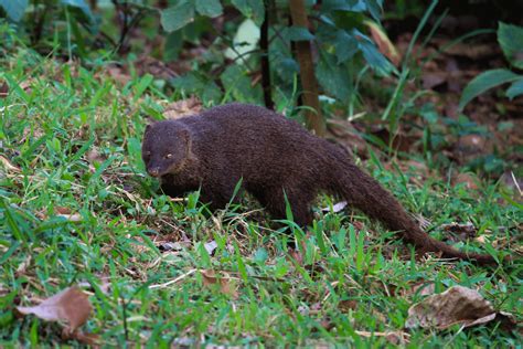 Valparai Wildlife Sanctuary | Birding Tours In South India